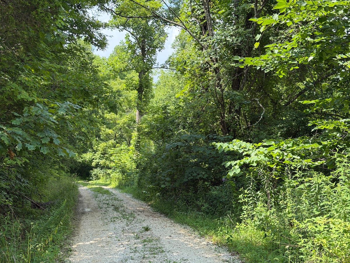 Private logging road winding through green forest