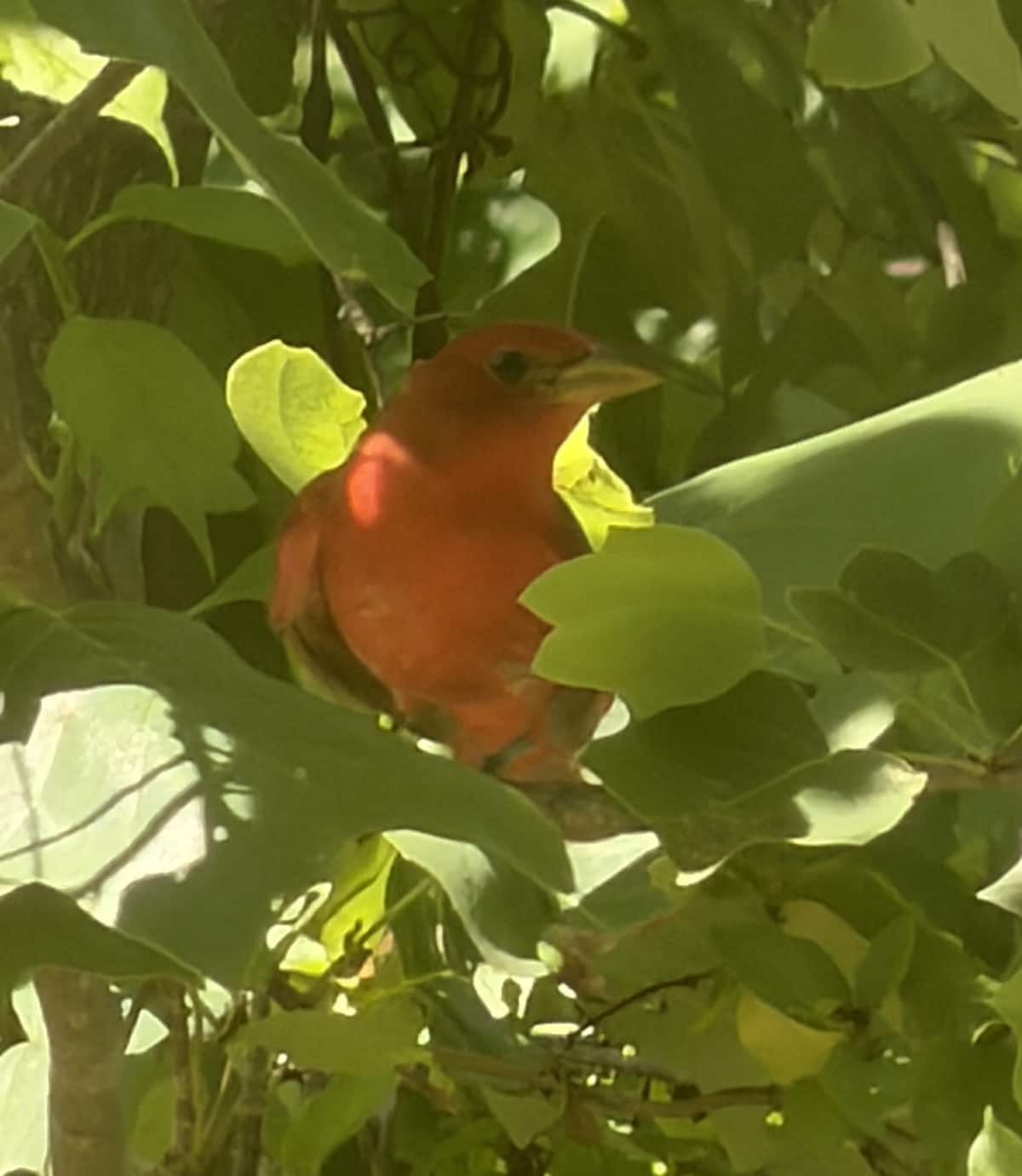 A summer tanager perched among green leaves